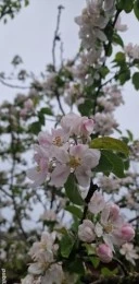 51 de ani caut o Doamnă - imagine 1