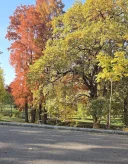 Doar pentru doamne si domnisoare - imagine 1