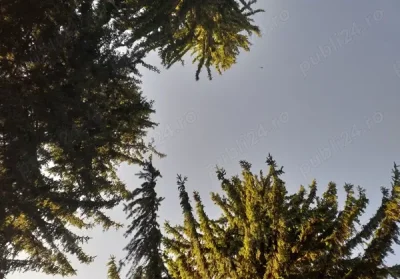 Matur stilat pentru o doamnă matură