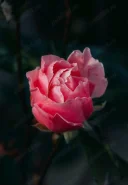 Domn matur - imagine 3